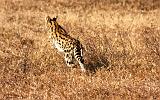 TANZANIA - Ngorongoro Crater - 61 Serval